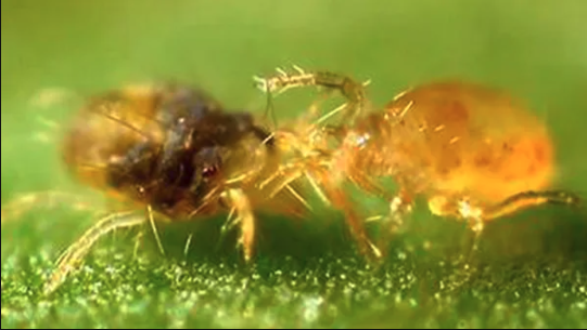 Rose Mites